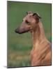 Fawn Whippet Looking Down-Adriano Bacchella-Mounted Photographic Print