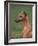 Fawn Whippet Looking Down-Adriano Bacchella-Framed Photographic Print