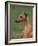 Fawn Whippet Looking Down-Adriano Bacchella-Framed Photographic Print