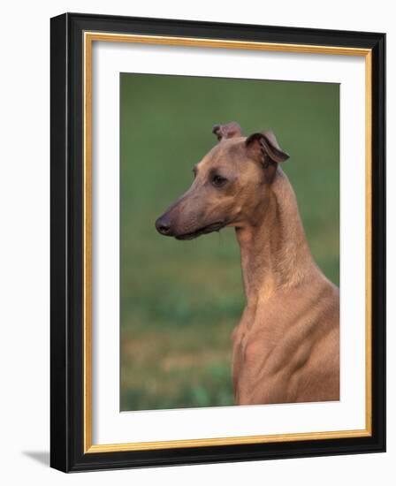 Fawn Whippet Looking Down-Adriano Bacchella-Framed Photographic Print