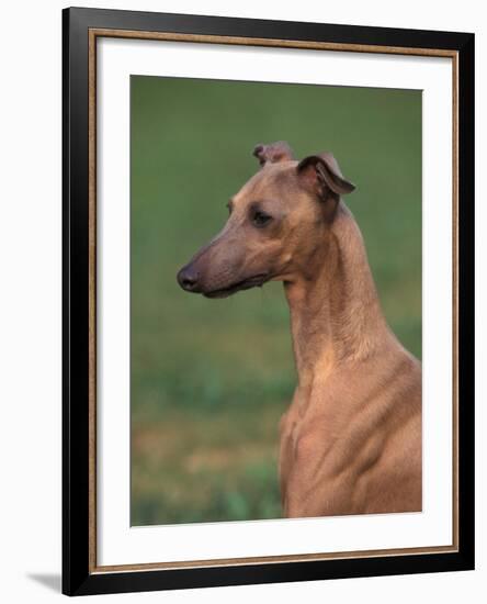 Fawn Whippet Looking Down-Adriano Bacchella-Framed Photographic Print