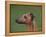 Fawn Whippet Profile-Adriano Bacchella-Framed Premier Image Canvas