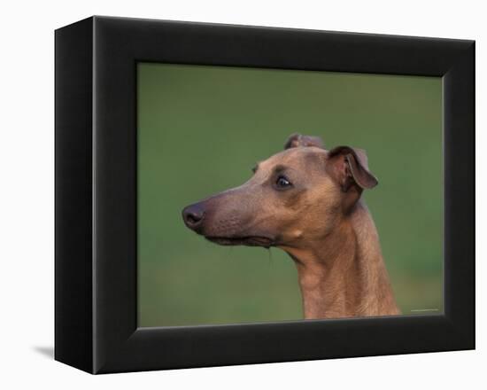 Fawn Whippet Profile-Adriano Bacchella-Framed Premier Image Canvas