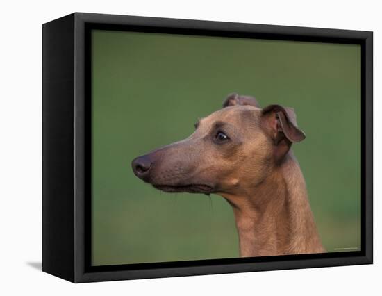 Fawn Whippet Profile-Adriano Bacchella-Framed Premier Image Canvas