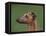 Fawn Whippet Profile-Adriano Bacchella-Framed Premier Image Canvas