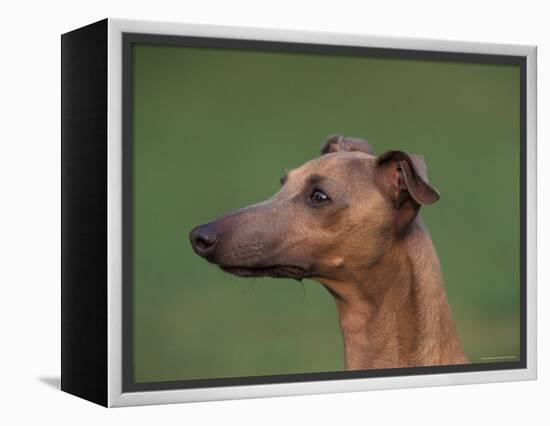 Fawn Whippet Profile-Adriano Bacchella-Framed Premier Image Canvas