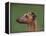 Fawn Whippet Profile-Adriano Bacchella-Framed Premier Image Canvas