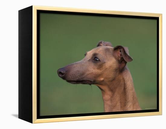 Fawn Whippet Profile-Adriano Bacchella-Framed Premier Image Canvas