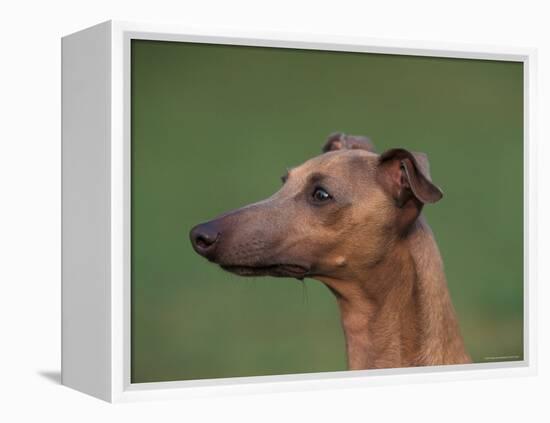 Fawn Whippet Profile-Adriano Bacchella-Framed Premier Image Canvas