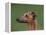 Fawn Whippet Profile-Adriano Bacchella-Framed Premier Image Canvas