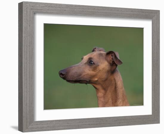 Fawn Whippet Profile-Adriano Bacchella-Framed Photographic Print