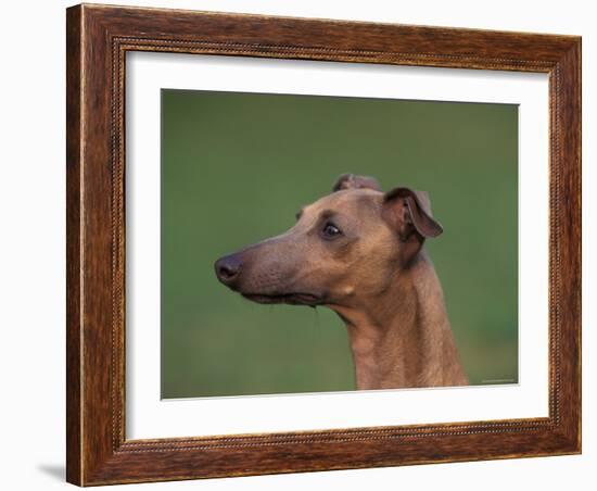 Fawn Whippet Profile-Adriano Bacchella-Framed Photographic Print