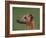 Fawn Whippet Profile-Adriano Bacchella-Framed Photographic Print