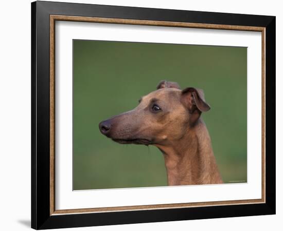 Fawn Whippet Profile-Adriano Bacchella-Framed Photographic Print