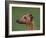 Fawn Whippet Profile-Adriano Bacchella-Framed Photographic Print