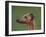 Fawn Whippet Profile-Adriano Bacchella-Framed Photographic Print