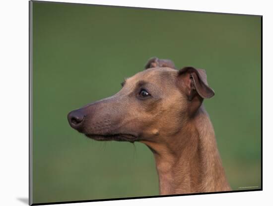 Fawn Whippet Profile-Adriano Bacchella-Mounted Photographic Print