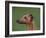 Fawn Whippet Profile-Adriano Bacchella-Framed Photographic Print