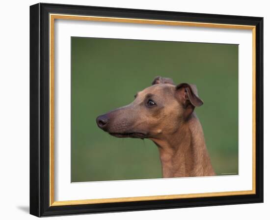 Fawn Whippet Profile-Adriano Bacchella-Framed Photographic Print