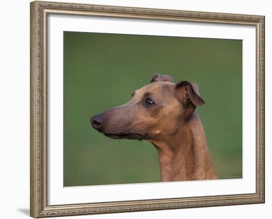 Fawn Whippet Profile-Adriano Bacchella-Framed Photographic Print