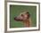 Fawn Whippet Profile-Adriano Bacchella-Framed Photographic Print