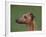 Fawn Whippet Profile-Adriano Bacchella-Framed Photographic Print