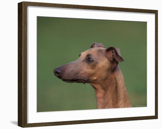 Fawn Whippet Profile-Adriano Bacchella-Framed Photographic Print