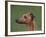 Fawn Whippet Profile-Adriano Bacchella-Framed Photographic Print