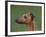 Fawn Whippet Profile-Adriano Bacchella-Framed Photographic Print