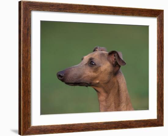 Fawn Whippet Profile-Adriano Bacchella-Framed Photographic Print