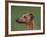 Fawn Whippet Profile-Adriano Bacchella-Framed Photographic Print