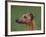 Fawn Whippet Profile-Adriano Bacchella-Framed Photographic Print