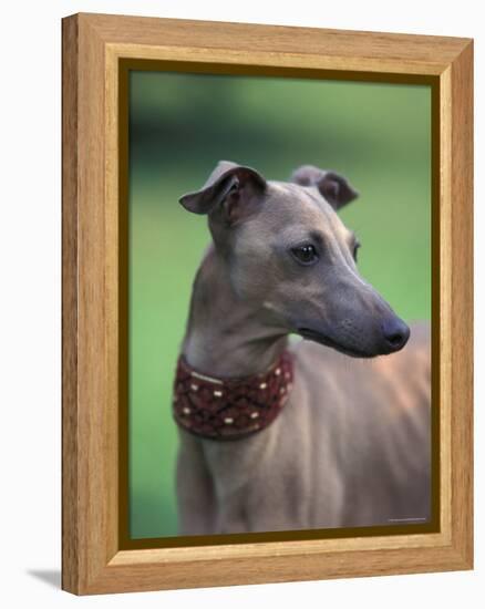 Fawn Whippet Wearing a Collar, Lookig Away-Adriano Bacchella-Framed Premier Image Canvas