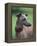 Fawn Whippet Wearing a Collar, Lookig Away-Adriano Bacchella-Framed Premier Image Canvas