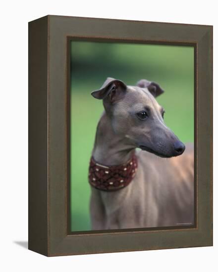 Fawn Whippet Wearing a Collar, Lookig Away-Adriano Bacchella-Framed Premier Image Canvas