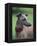 Fawn Whippet Wearing a Collar, Lookig Away-Adriano Bacchella-Framed Premier Image Canvas