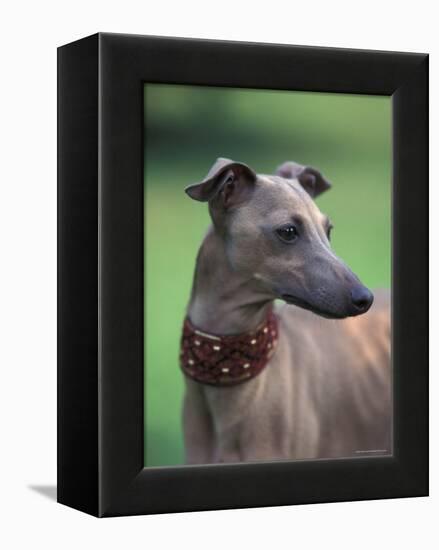 Fawn Whippet Wearing a Collar, Lookig Away-Adriano Bacchella-Framed Premier Image Canvas