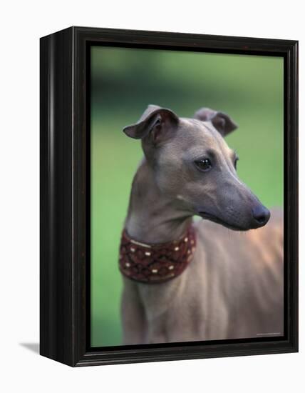 Fawn Whippet Wearing a Collar, Lookig Away-Adriano Bacchella-Framed Premier Image Canvas