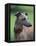Fawn Whippet Wearing a Collar, Lookig Away-Adriano Bacchella-Framed Premier Image Canvas
