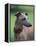 Fawn Whippet Wearing a Collar, Lookig Away-Adriano Bacchella-Framed Premier Image Canvas