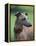 Fawn Whippet Wearing a Collar, Lookig Away-Adriano Bacchella-Framed Premier Image Canvas