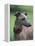 Fawn Whippet Wearing a Collar, Lookig Away-Adriano Bacchella-Framed Premier Image Canvas