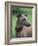 Fawn Whippet Wearing a Collar, Lookig Away-Adriano Bacchella-Framed Photographic Print