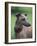 Fawn Whippet Wearing a Collar, Lookig Away-Adriano Bacchella-Framed Photographic Print