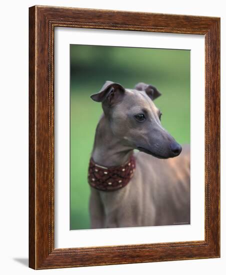 Fawn Whippet Wearing a Collar, Lookig Away-Adriano Bacchella-Framed Photographic Print
