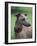 Fawn Whippet Wearing a Collar, Lookig Away-Adriano Bacchella-Framed Photographic Print