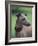 Fawn Whippet Wearing a Collar, Lookig Away-Adriano Bacchella-Framed Photographic Print