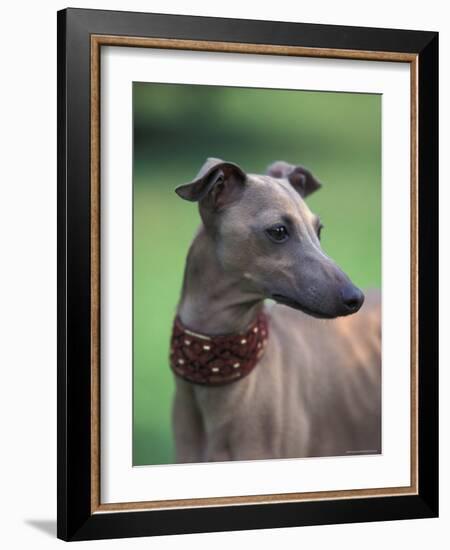 Fawn Whippet Wearing a Collar, Lookig Away-Adriano Bacchella-Framed Photographic Print