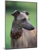 Fawn Whippet Wearing a Collar, Lookig Away-Adriano Bacchella-Mounted Photographic Print