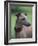 Fawn Whippet Wearing a Collar, Lookig Away-Adriano Bacchella-Framed Photographic Print